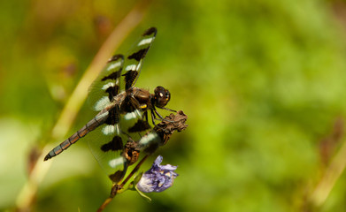 dragonfly resting on a leaf