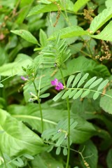 Wild purple flowers growing on the forest floor.