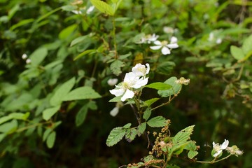 Beautiful white flowers growing wild on the forest floor.