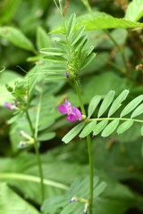 Wild purple flowers growing on the forest floor.