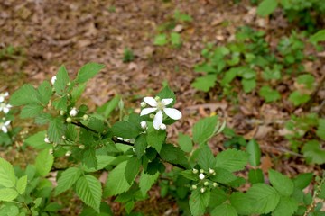 Beautiful white flowers growing wild on the forest floor.