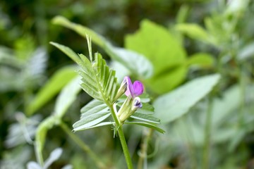Wild purple flowers growing on the forest floor.