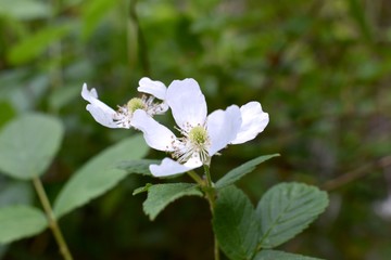 Beautiful white flowers growing wild on the forest floor.