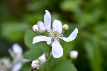 Beautiful white flowers growing wild on the forest floor.