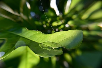 Forest broad leaf tree leaves.