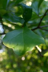 Forest broad leaf tree leaves.