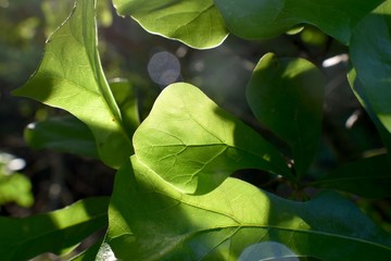 Forest broad leaf tree leaves.
