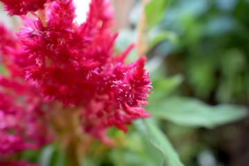 close up of pink flower.
