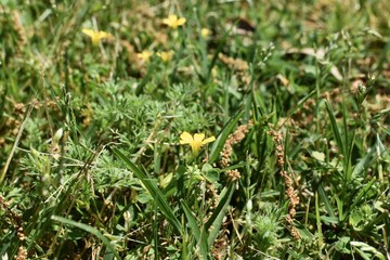 Wild yellow flowers in the back garden.