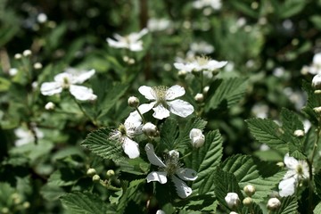 Beautiful white flowers growing wild on the forest floor.