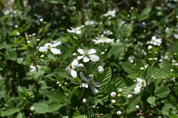 Beautiful white flowers growing wild on the forest floor.