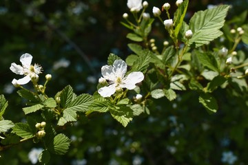 Beautiful white flowers growing wild on the forest floor.