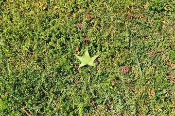 Star leaf in green grass.