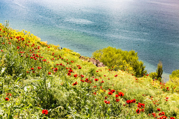 poppy flowers on the shore of Sevan