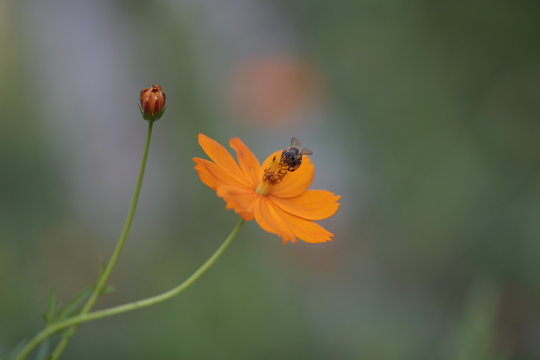 Flor da abelha