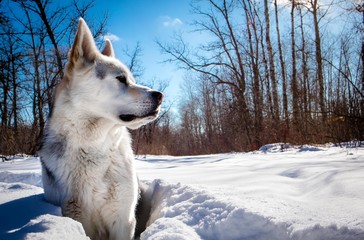 siberian husky wolf dog sitting in a snowy forest on a sunny day.