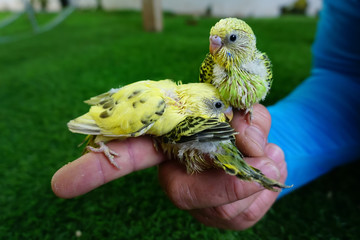 Baby Parakeets Posed on a Man's Finger