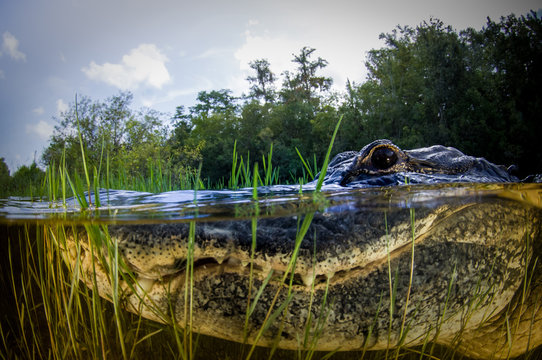 American alligator split image
