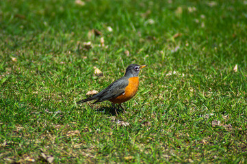 Robin in Spring