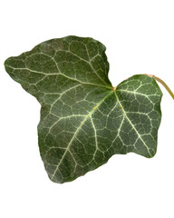 Fototapeta premium Green leaf of ivy closeup, isolated on white background