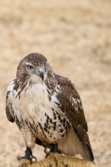 Red Tail Hawk On Falconry Perch