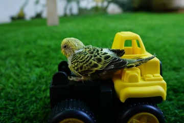 Baby Parakeet Riding a Toy Truck