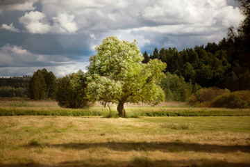 Drzewa na polu