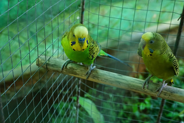 Baby Parakeets in a Cage