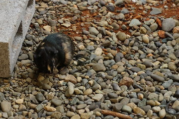 Black and Brown Guinea Pig Outdoors
