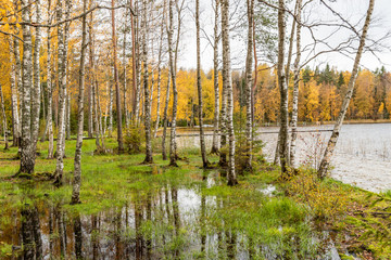 Obraz premium The wild area in beautiful forest in Autumn, Specular reflection in water, Valday national park, yellow leafs at the ground, Russia, golden trees, cloudy weather
