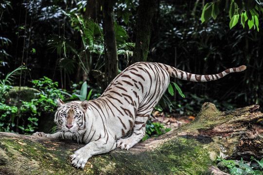 Portrait Of Majestic White Tiger On Fallen Tree In Forest