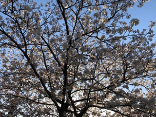桜