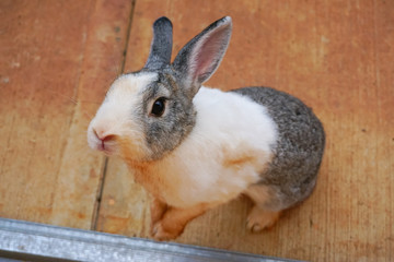 Curious Gray and White Bunny