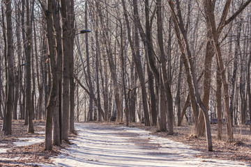 Road in the city park at spring day time.