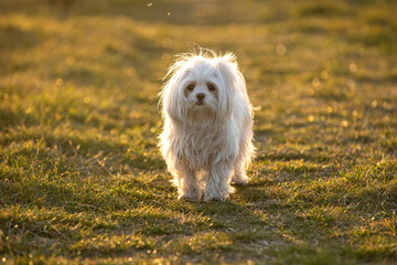Adorable white puppy dog - bishon maltese outside on the meadow during sunset. 