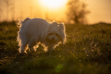 Adorable white puppy dog - bishon maltese outside on the meadow during sunset. 