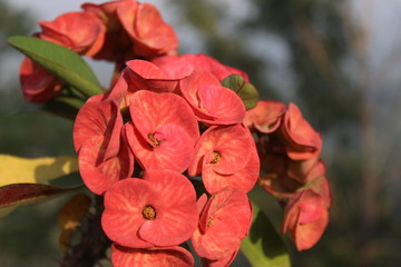 Euphorbia is a very large and diverse genus of flowering plants, commonly called spurge, in the...