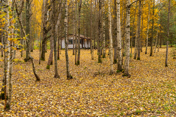 Forest lodge in backwoods, wild area in beautiful forest in Autumn, Valday national park, yellow leafs at the ground, Russia, golden trees, cloudy weather