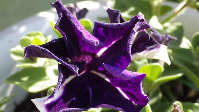 ペチュニア。ナス科の春まき１年草。初夏から秋までと花期が長く、花壇やプラー、ハンギング、寄せ植え等と植栽も多様、花色も豊富、覆輪や２色咲き、一重咲きが基本だが近年八重咲にも改良され、また大輪から小輪（サフィニア）まで花のサイズも色々あり多種多様多彩、その上花付きが良い事等多義にわたり広く人気がある、ガーデニングには欠かせない種類。一重紫に白い筋がある花を蕾から開く様子をインターバル動画で表現した。