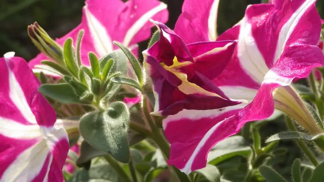 ペチュニア。ナス科の春まき１年草。初夏から秋までと花期が長く、花壇やプランター、ハンギング、寄せ植え等と植栽も多様、花色も豊富、覆輪や２色咲き、一重咲きが基本だが近年八重咲にも改良され、また大輪から小輪（サフィニア）まで花のサイズも色々あり多種多様多彩、その上花付きが良い事等多義にわたり広く人気がある、ガーデニングには欠かせない種類。赤地に白い線の花が蕾から開く様子をインターバル動画で表現した。