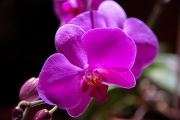 
Beautiful orchid - floral background. Pink phalaenopsis orchids on a light background. Pastel colors.  Close-up. 