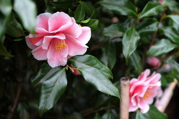 春の東京上野の五條天神社の境内で咲く椿の美しい花