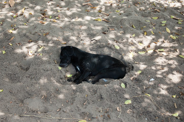 cachorro dormindo na areia