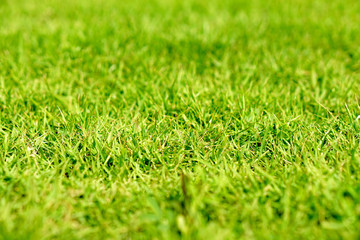 Naklejka premium green grass texture, green background from outdoor park