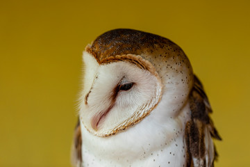 Barn owls (family Tytonidae) are one of the two families of owls, the other being the true owls or typical owls, Strigidae. 