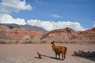 Alpaca en suelo árido