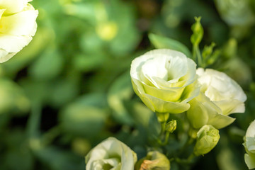 The background image of the colorful flowers