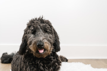 Black golden doodle laying down looking at camera