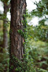Tree with vine crawling in the spring nature