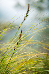 Grasses in the spring nature